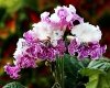 Streptocarpus DEM-SHARMEL 